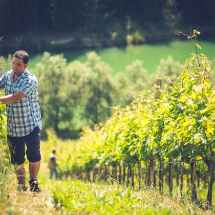 Nicodemi_Vigneti_Montepulciano